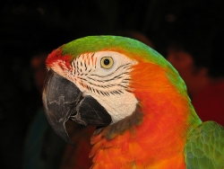 pecker4