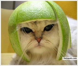 my pet