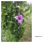 just thought it was pretty
