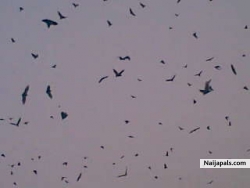 bats zone