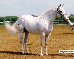 taheer tahir (millow)