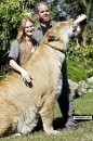Not a Lion nor Tiger but a Liger
