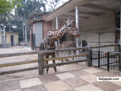jiraffe at gz zoo