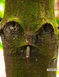smoking tree