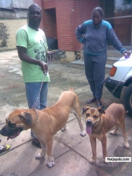 boerboels