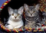 My cats