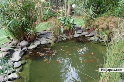 my gold fishes at my house in Ethiopia