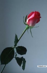 mariam (mariam4u)