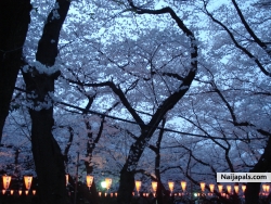ChErRy BL0ss0m FeSt!vAL...UeNo P@rK, T0kYo