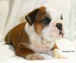 yoda a lovly bulldog