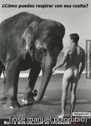 q pequeña le dice el elefante@
