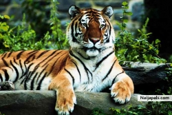 tiger.my fav wild cat