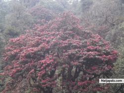 Ghorepani Trek