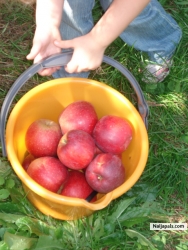 @ BucketfuL of Red ApPLe DelighTs...