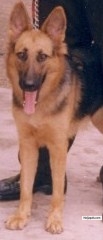 Beruz Araz (fomzzy)