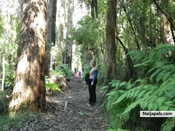 love the walk to lala falls vic australa
