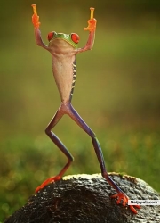 Mr.Froggy : Baba God na da boss