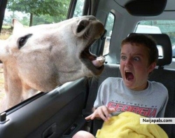 kids loves animal
