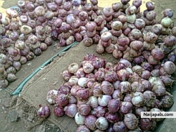 Onions na gold 4 naija nw