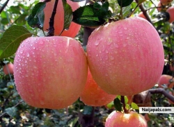 Sweet Apples