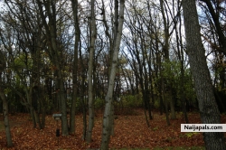 backyard in the fall