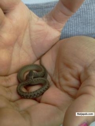 My daughter is holding this baby garden snake