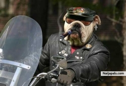 howdy, You want to go on a ryde?