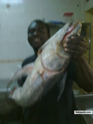 dis fish too big