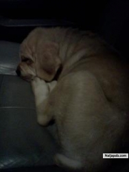 my puppy at 3 months old