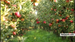 fruit wall paper