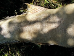 half fish half human