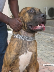 bolade yode emeka coachie  (bolayode)