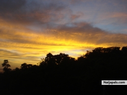 I love nature