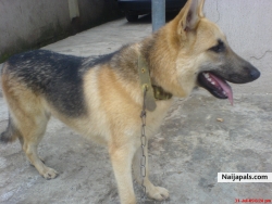 my DOG