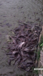 Pictures of 115,000 Capacity fish Pond in Oshogbo