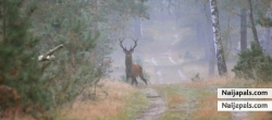 searching reels in my woods