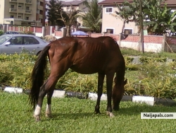 I am NOT a horse!