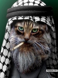 umar d abbas (Alhajireb)