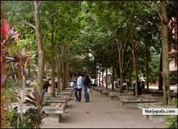 the garden