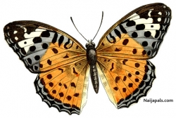 Gloria Olateju (peppermint2)
