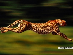 always be fast