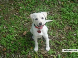 DATS MY DOG SUMMER