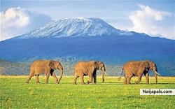 kenye is place to be as a tourist see live elephats