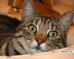 my lovely cat