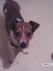 my cute doggie chee-chee