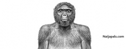 adenodi david oloruntobiloba