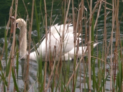 wildlife