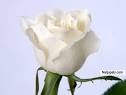 Badoo Badooz (badoo_4live)