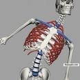 mr bonez