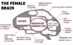 the female brain
